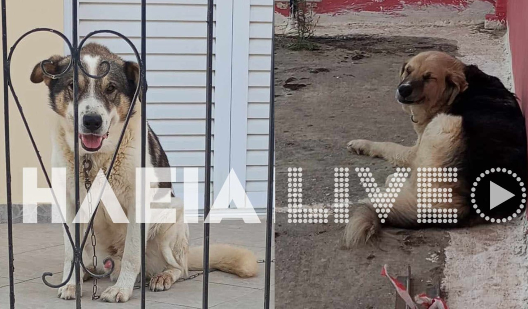 Αμαλιάδα: Καταγγελίες – φρίκη για περιστατικά κτηνοβασίας
