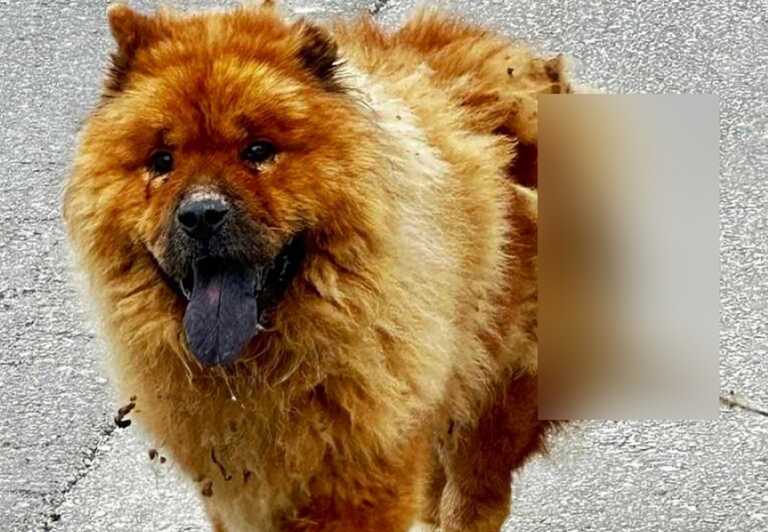 Οργή στα Χανιά για την κακοποίηση σκύλου με καυστικό υγρό - Υπέφερε με σοβαρό έγκαυμα στην πλάτη