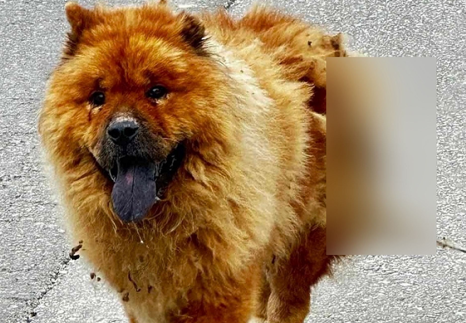 Χανιά: Κακοποιήθηκε σκύλος με καυστικό υγρό – Του προκάλεσαν έγκαυμα στην πλάτη