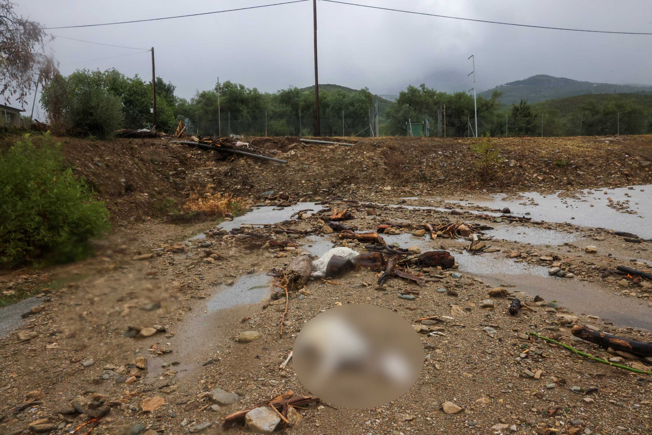 Dead sheep are seen in an area flooded due to the impact of storm Daniel in the city of Volos, Greece, September 6, 2023. REUTERS