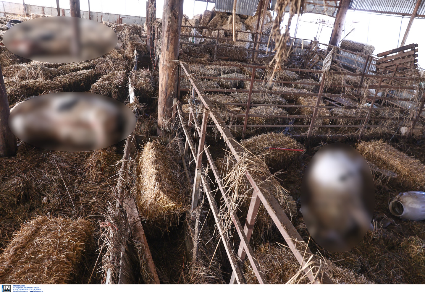 Κακοκαιρία – Θεσσαλία: Στοιβάζουν σε καρότσες τα νεκρά ζώα, εικόνες αποκάλυψης στις στάνες