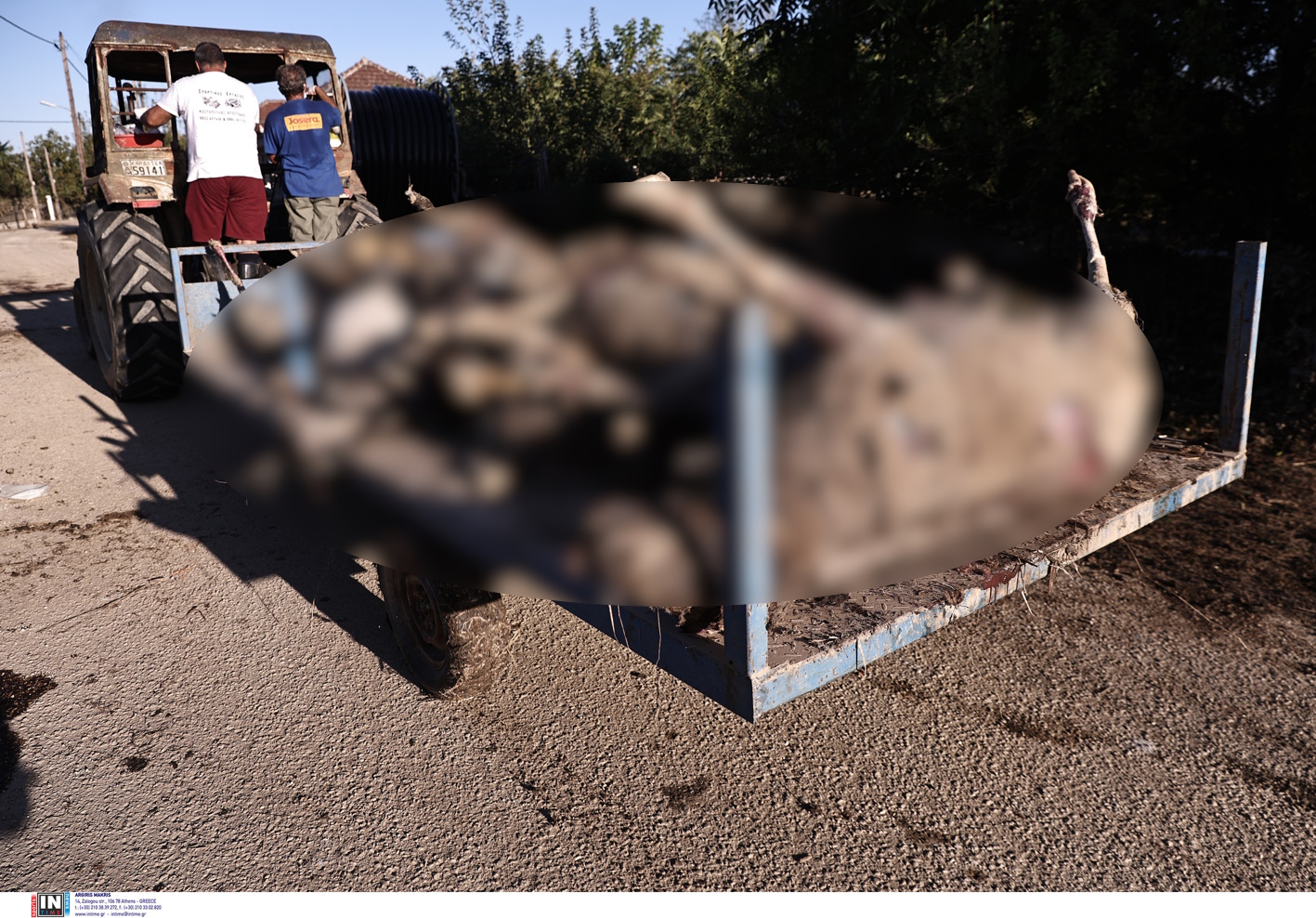 Κακοκαιρία – Θεσσαλία: Στοιβάζουν σε καρότσες τα νεκρά ζώα, εικόνες αποκάλυψης στις στάνες