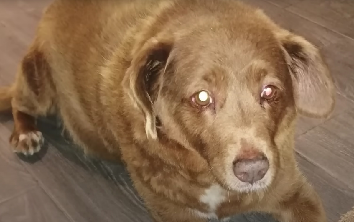 Πέθανε σε ηλικία 31 ετών ο Μπόμπι – Ήταν ο γηραιότερος σκύλος στον κόσμο και ζούσε στην Πορτογαλία