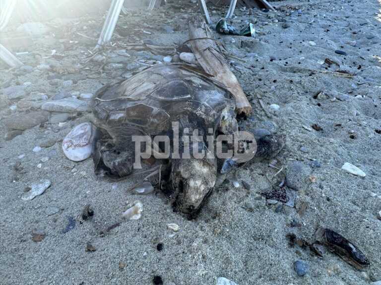 Θαλάσσια χελώνα ξεβράστηκε σε παραλία της Χαλκιδικής - Φωτογραφίες από το άτυχο ζώο