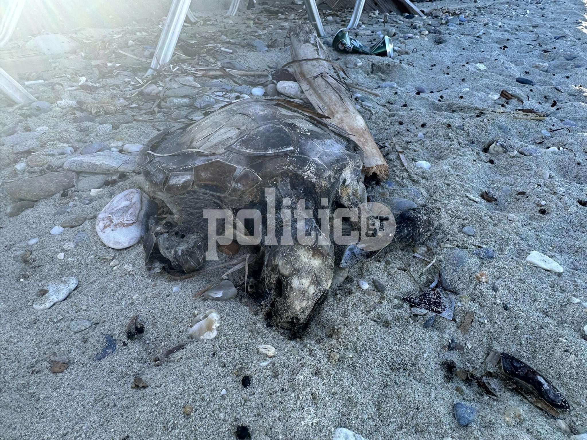 Χαλκιδική: Νεκρή θαλάσσια χελώνα – Το κουφάρι της ξεβράστηκε στην παραλία