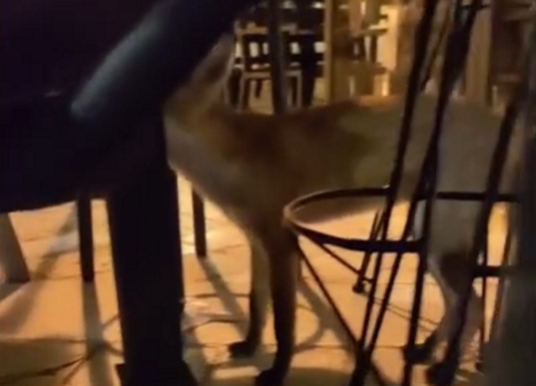 Ναύπλιο: Δείτε βίντεο με την αλεπού που επισκέπεται καθημερινά τις καφετέριες σε πλατεία