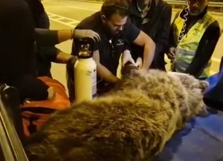 Αυτοκίνητο χτύπησε στο κεφάλι αρκούδα στην Κοζάνη - Βίντεο από τη μάχη για να σωθεί το άγριο ζώο