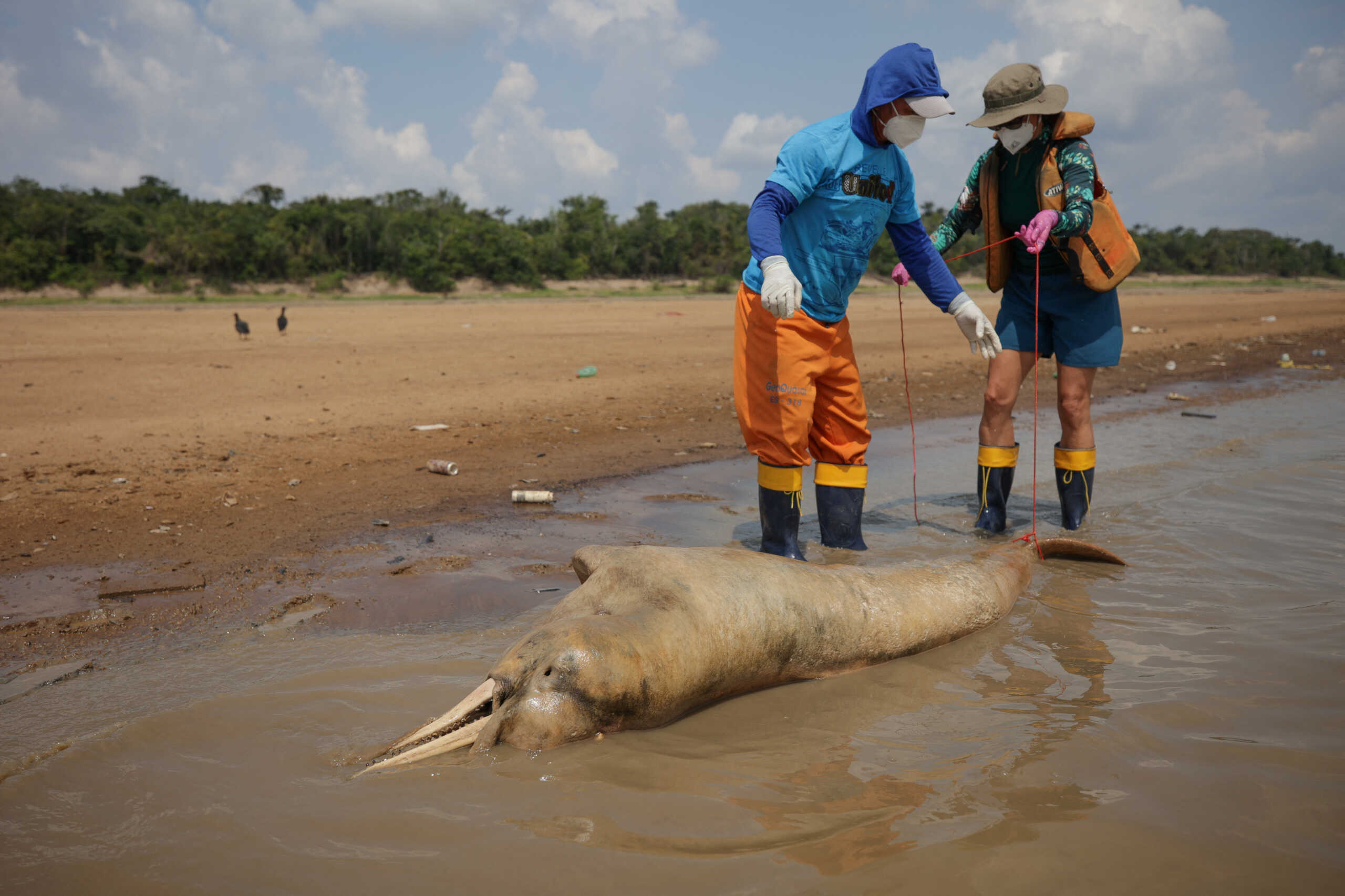 Μυστήριο με τα ροζ δελφίνια του Αμαζονίου που πεθαίνουν μαζικά: 120 νεκρά σε λίγες μέρες