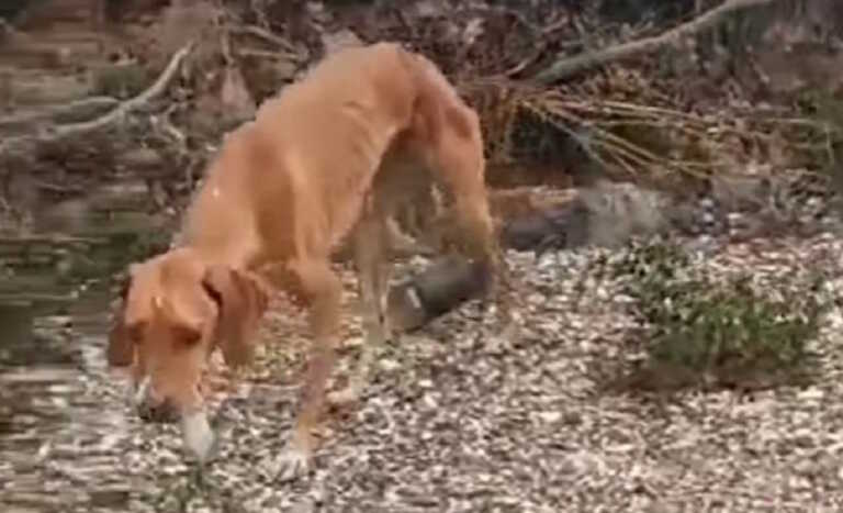 Χαλκιδική: Έδεσε σύρμα στην κοιλιά σκύλου για να σέρνει τενεκεδάκι – Βίντεο ντροπής και φρίκης