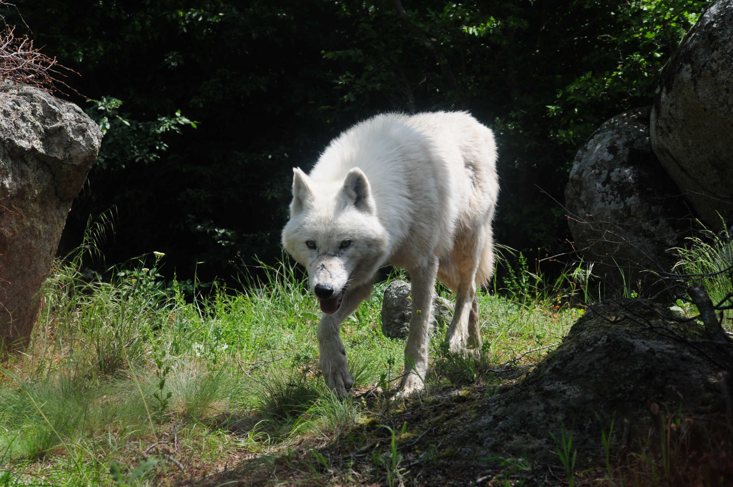 Θεσσαλονίκη: Λύκος έσκαψε και μπήκε σε αυλή σπιτιού στην Επανομή για να επιτεθεί σε σκύλο