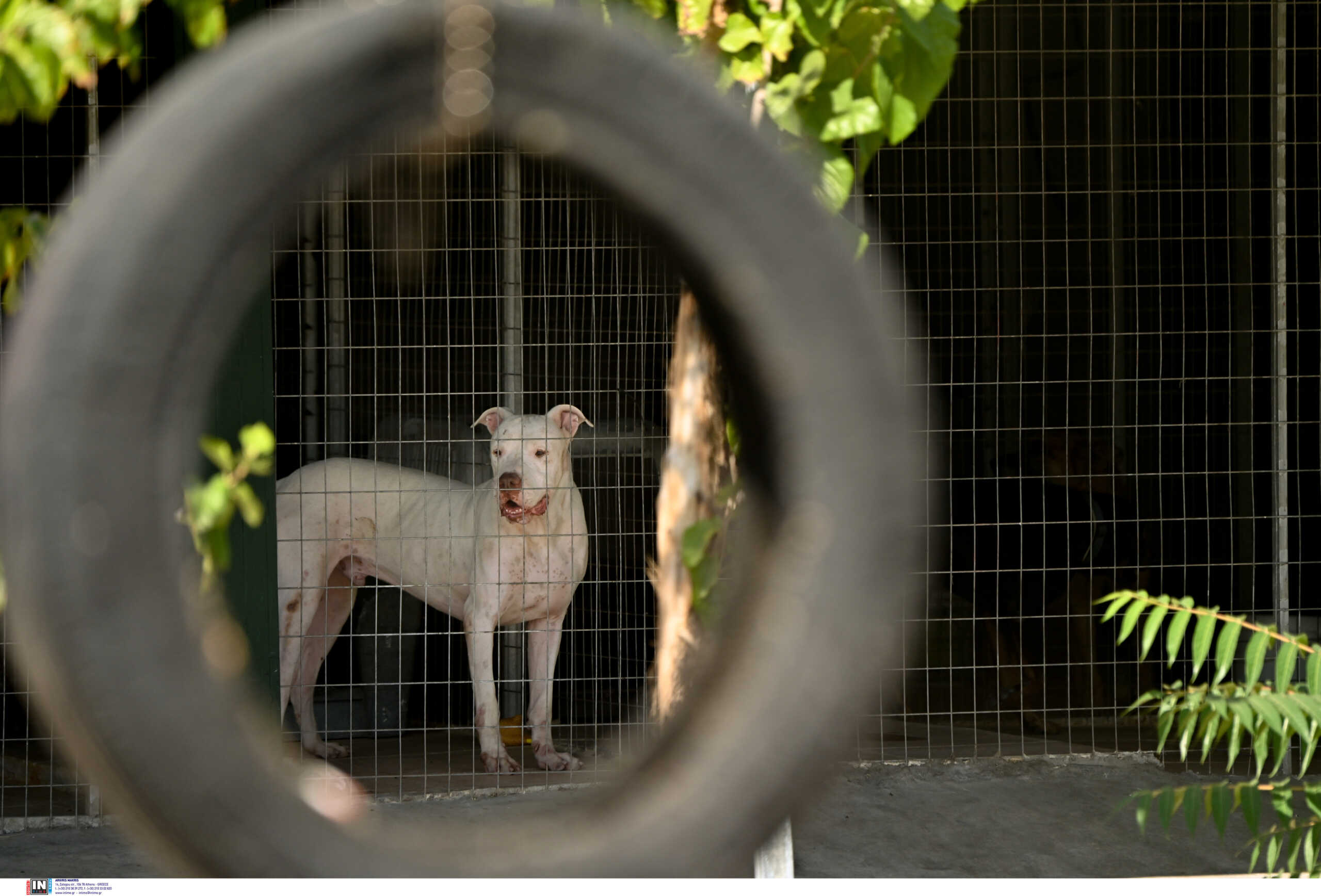 Ηγουμενίτσα: Πίτμπουλ πήδηξε φράχτη και δάγκωσε γυναίκα και το σκυλάκι της