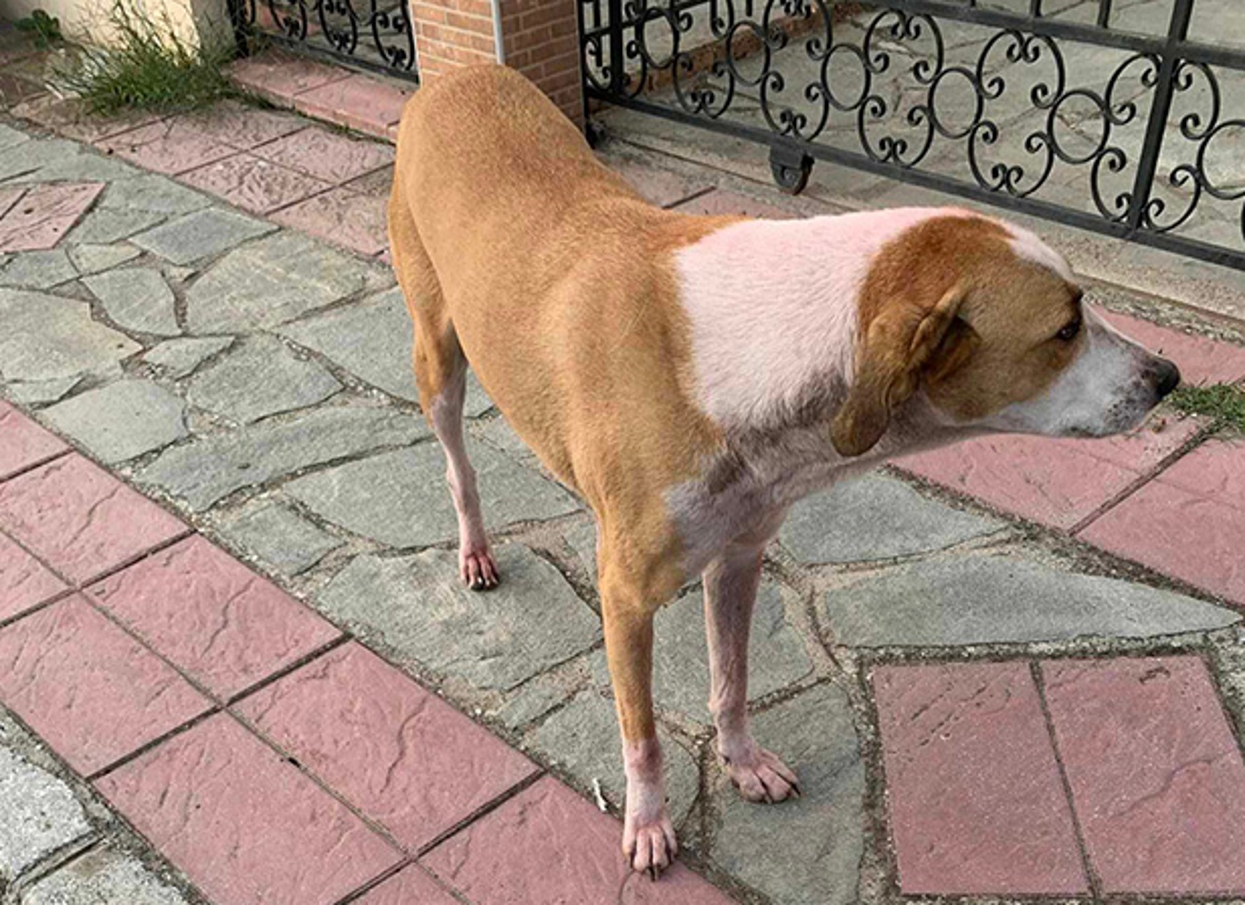 Καβάλα: Έβαψαν με ροζ μπογιά αδέσποτη σκυλίτσα έξω από σχολείο