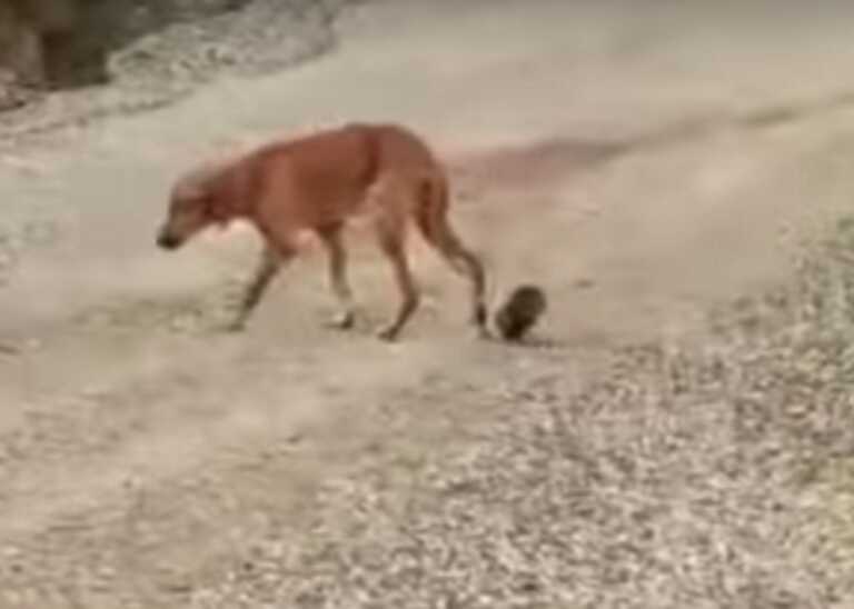 Δείτε πώς είναι σήμερα η σκυλίτσα μετά την αδιανόητη κακοποίηση με σύρμα και τενεκεδάκι στη Χαλκιδική