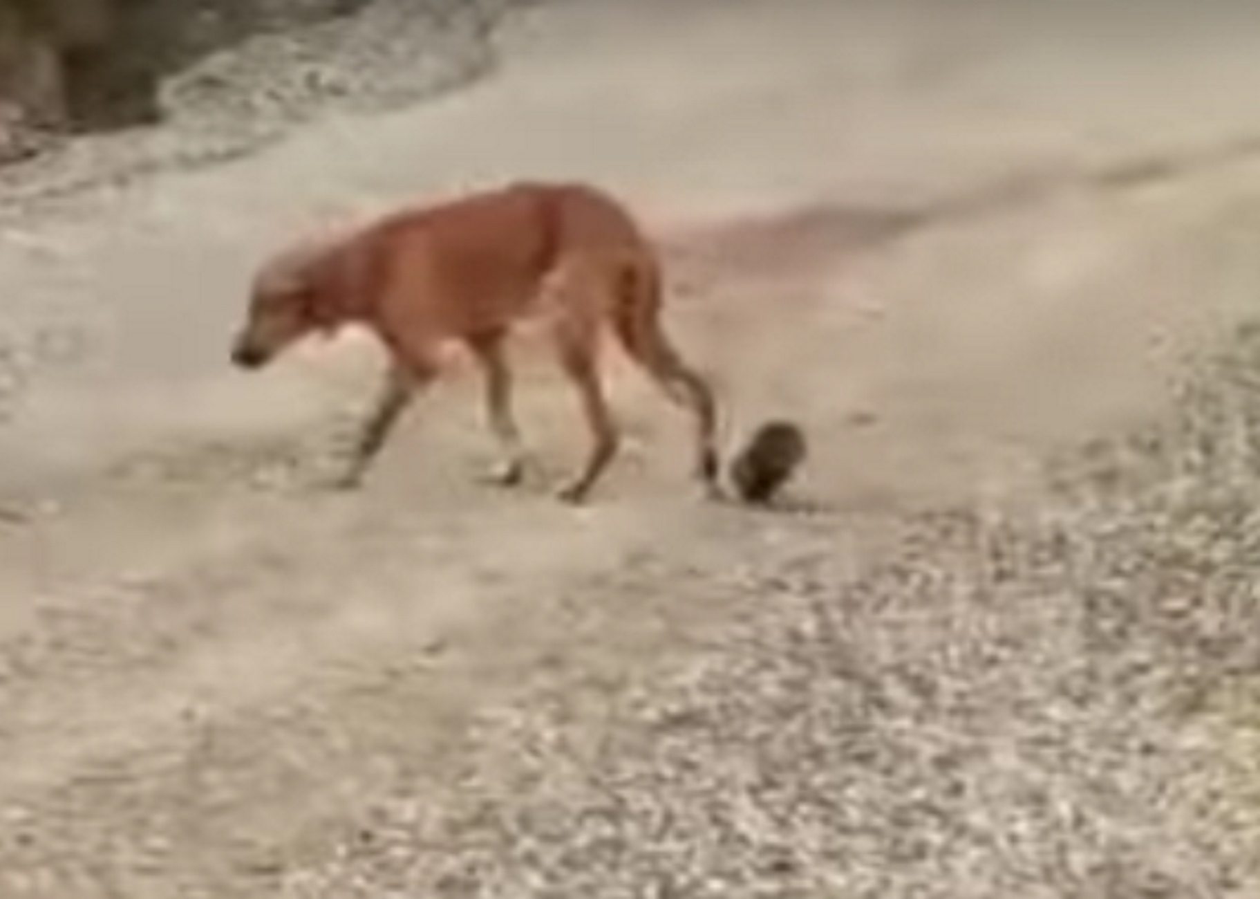 Χαλκιδική: Πώς είναι σήμερα η σκυλίτσα μετά την αδιανόητη κτηνωδία με σύρμα και τενεκεδάκι