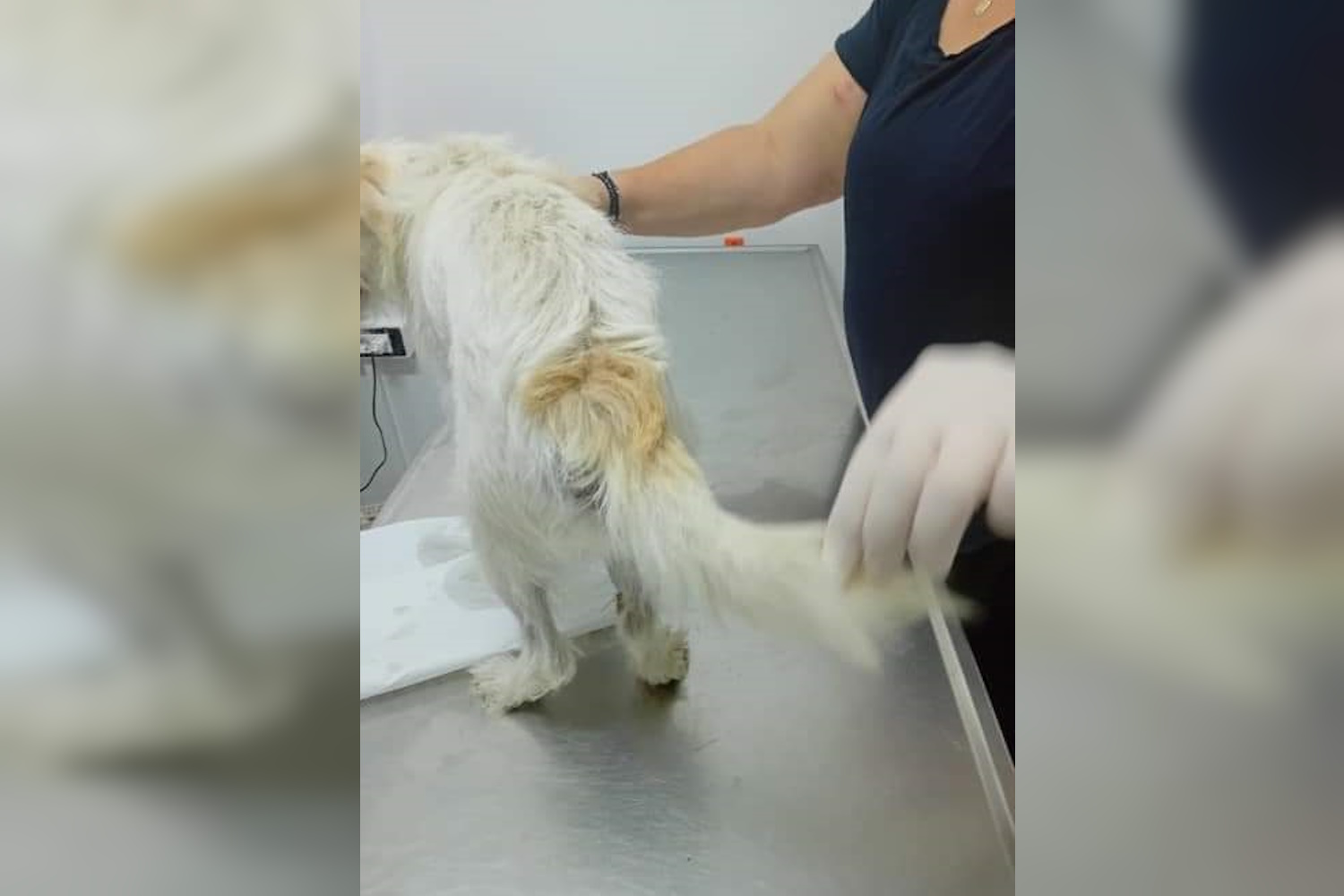 Άνδρος: Βίασε σκύλο και τον παράτησε αιμόφυρτο στο δρόμο – Έρευνες για τον δράστη