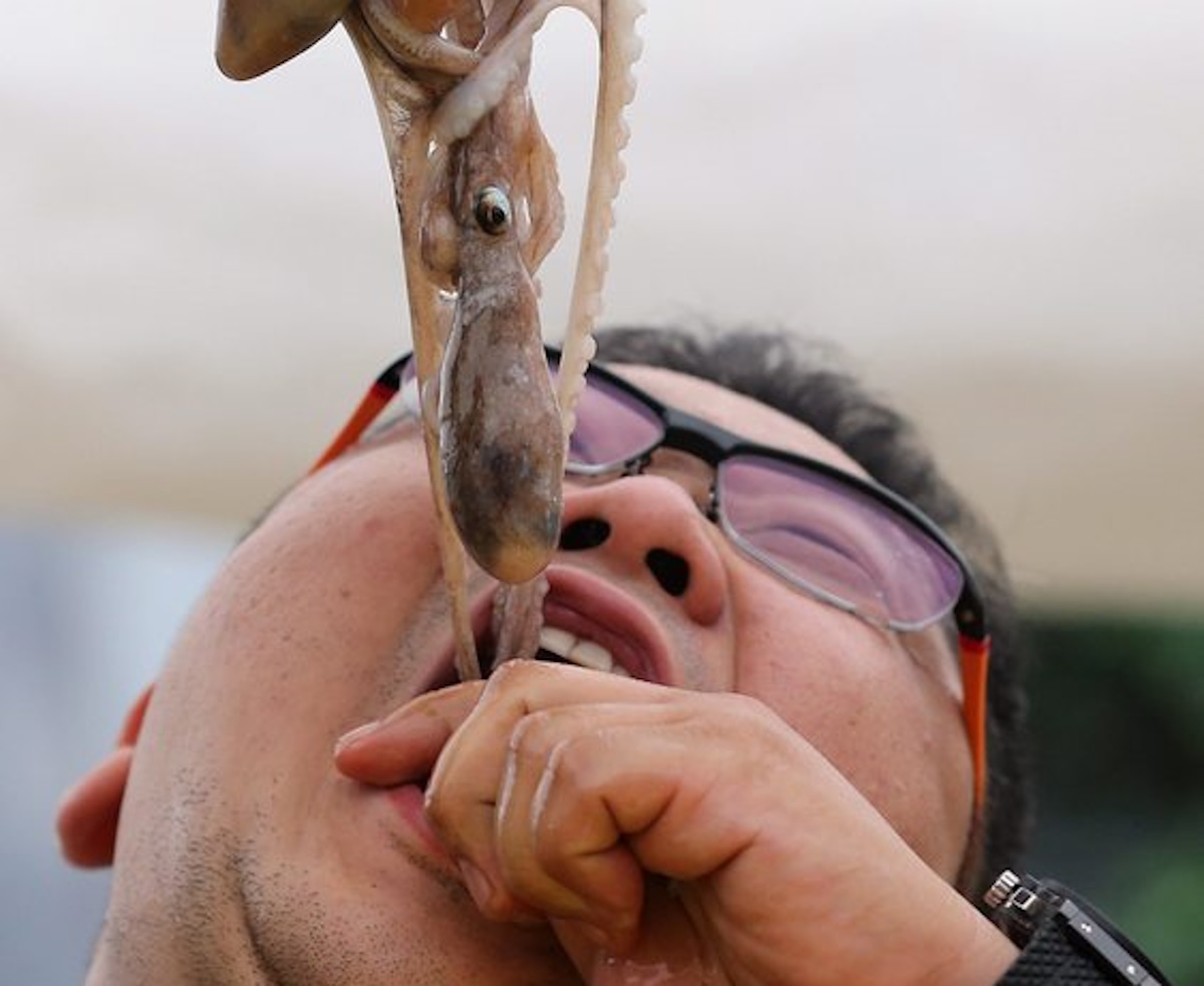 epa03863834 A man tries to eat a small live octopus at an event in Seoul, Soutl Korea, 12 September 2013, to promote consumption of live small octopuses.  EPA