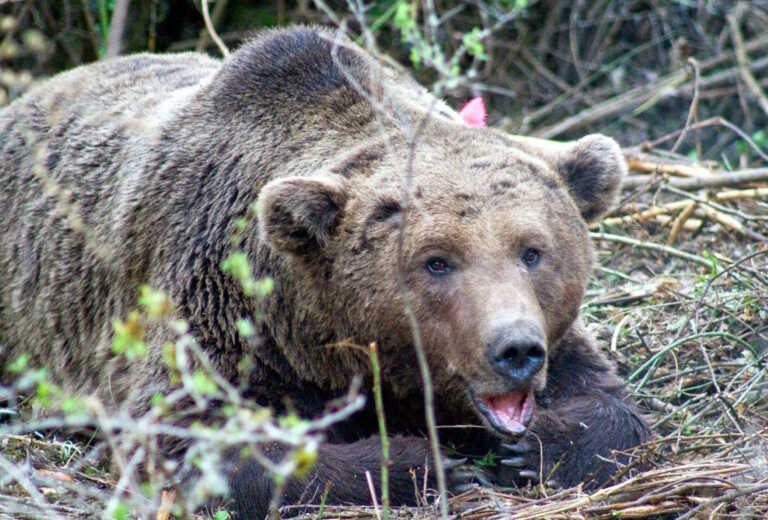 Τρίκαλα: Βοσκός πάλεψε με αρκούδα για να σώσει το κοπάδι – Νοσηλεύεται με κρίση πανικού