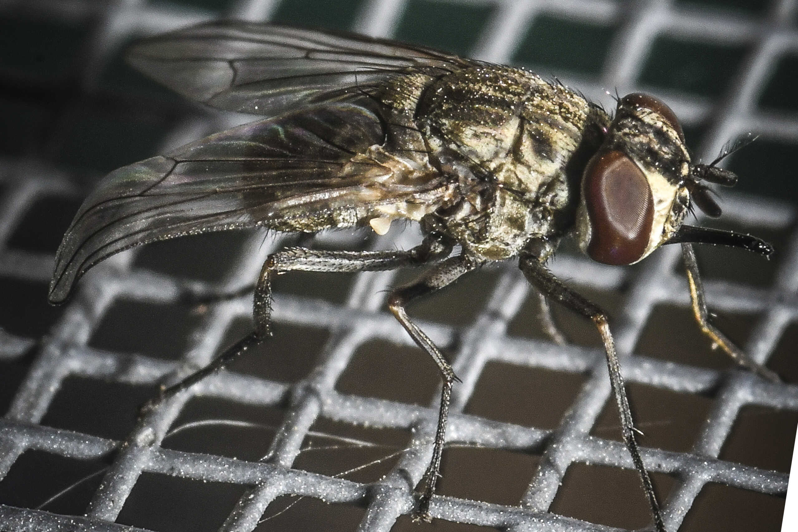 Μύγα βρέθηκε ανέπαφη μέσα στο έντερο 63χρονου άνδρα στις ΗΠΑ