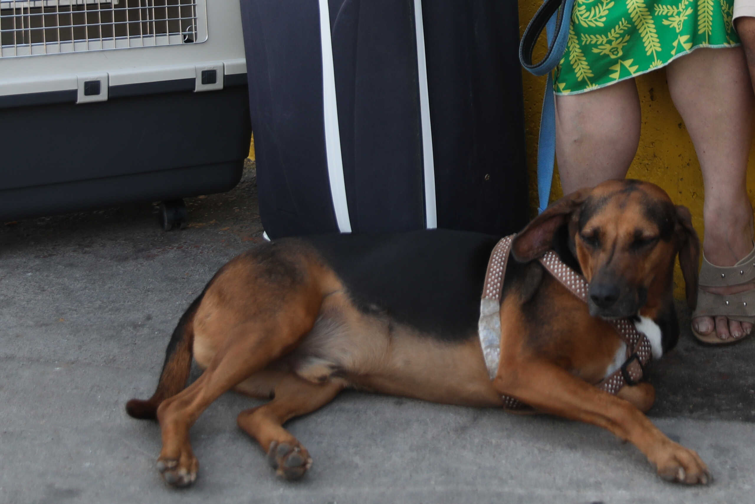 Ζάκυνθος: Προσαγωγή δύο ανδρών για τον θανάσιμο πυροβολισμό σκύλου