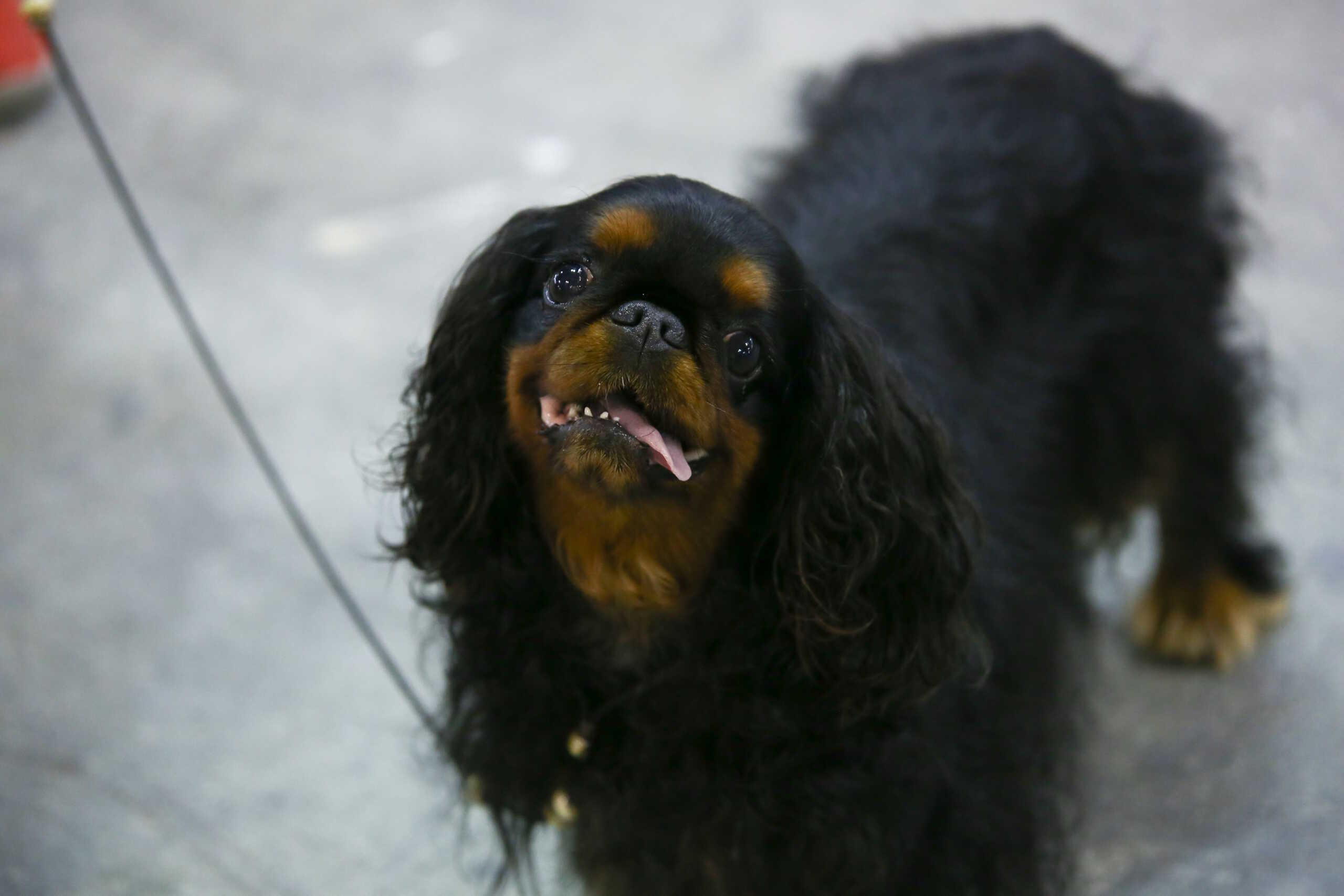 Ζάκυνθος: 30.000 ευρώ πρόστιμο στον 43χρονο που πυροβόλησε και σκότωσε σκύλο – Ηθική αυτουργός η 63χρονη θεία του