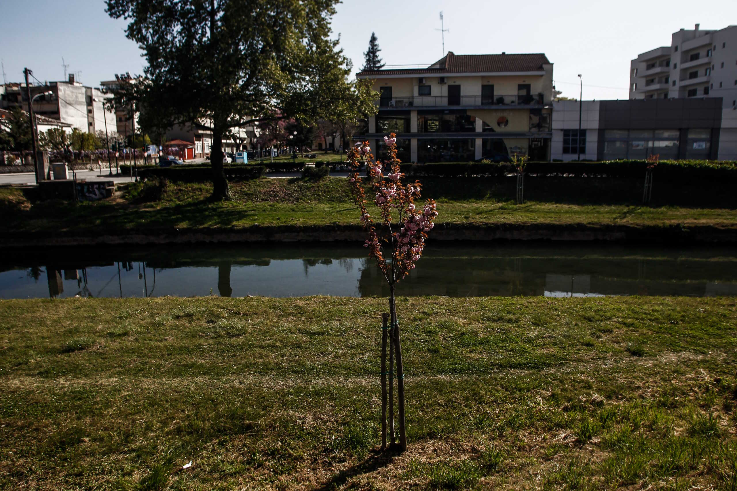 Ανθισμένη κερασιά στις όχθες του Ληθαίου στην πόλη των Τρικάλων.
(EUROKINISSI