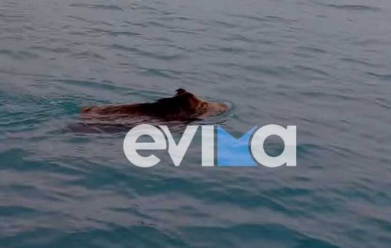 Αγριογούρουνο «κολυμβητής» σε θάλασσα της Χαλκίδας - Δείτε το viral βίντεο που τράβηξε ψαράς