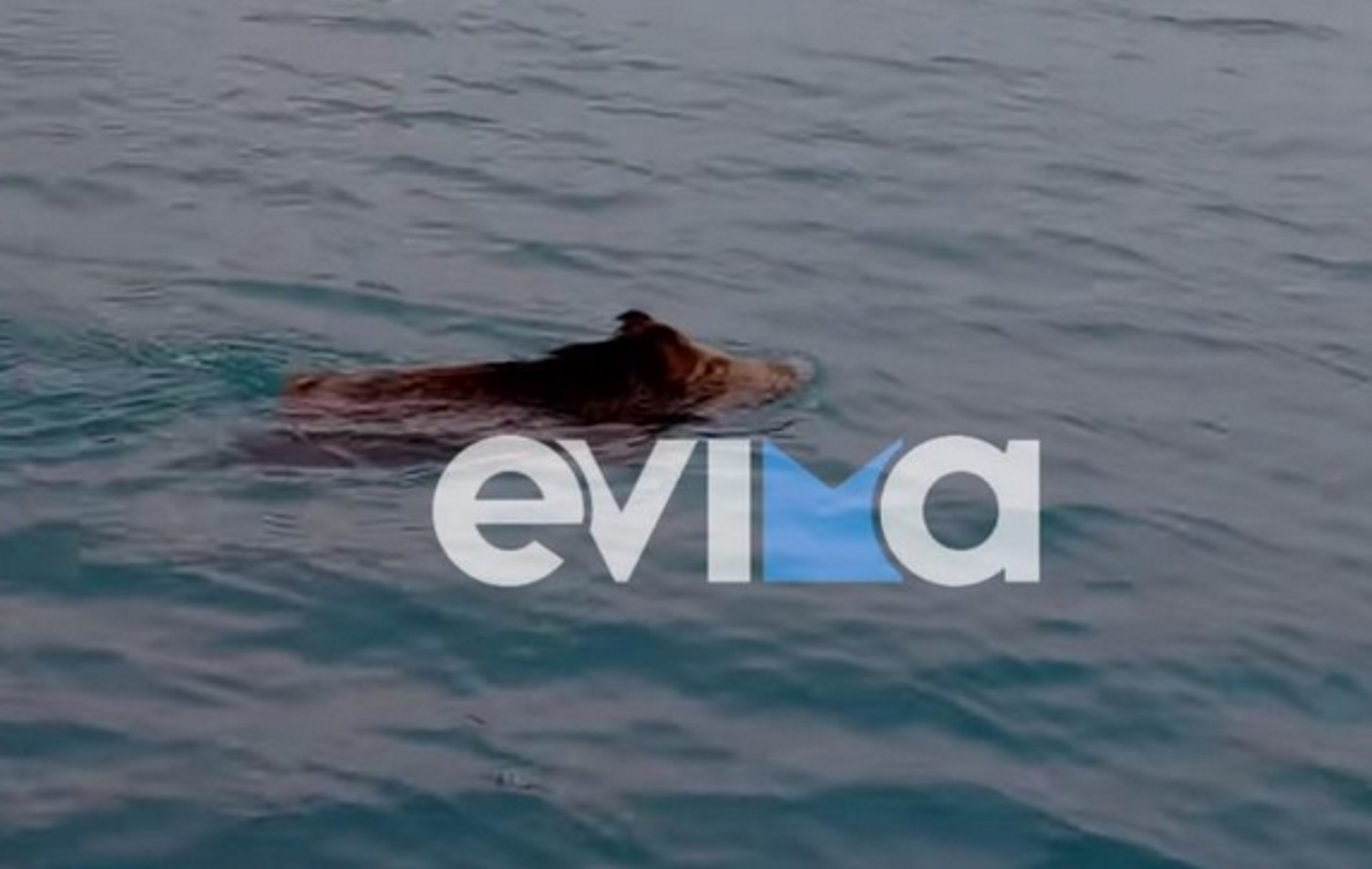 Εύβοια: Αγριογούρουνο – «κολυμβητής» σε θάλασσα στη Χαλκίδα, δείτε βίντεο
