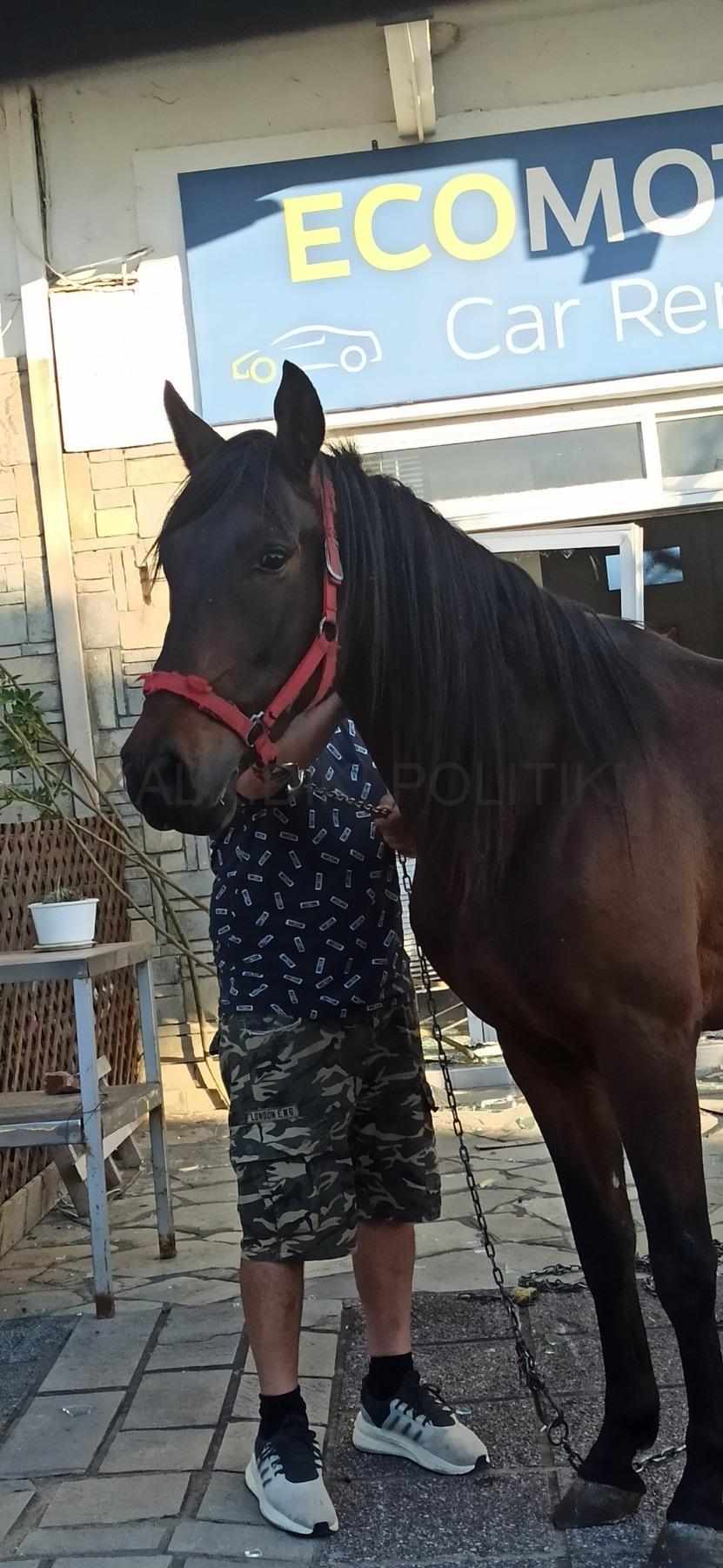 Χαλκιδική: Αφηνιασμένο άλογο έκανε γυαλιά – καρφιά επιχείρηση με ενοικιαζόμενα αυτοκίνητα στη Νικήτη
