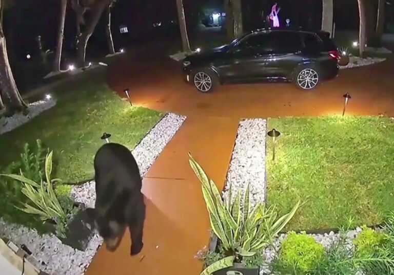 Έφαγε τσάμπα μια κλέφτρα αρκούδα στη Φλόριντα - «Βούτηξε» φαγητό που είχε αφήσει ντελίβερι στη πόρτα σπιτιού