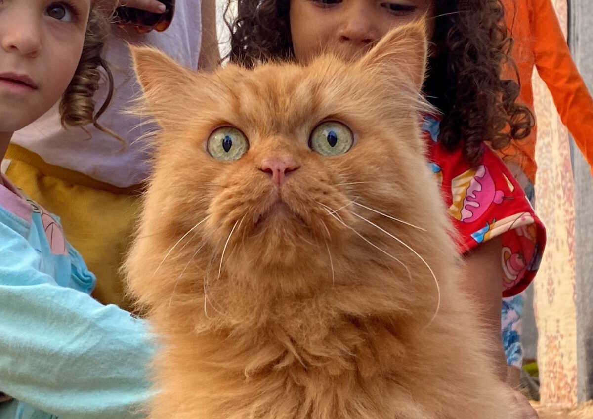 Displaced Palestinian children, who fled their homes due to Israeli strikes, play with one of the cats belonging to the Harb family who survived Israeli airstrikes, at a tent camp in Khan Younis in the southern Gaza Strip November 8, 2023. REUTERS