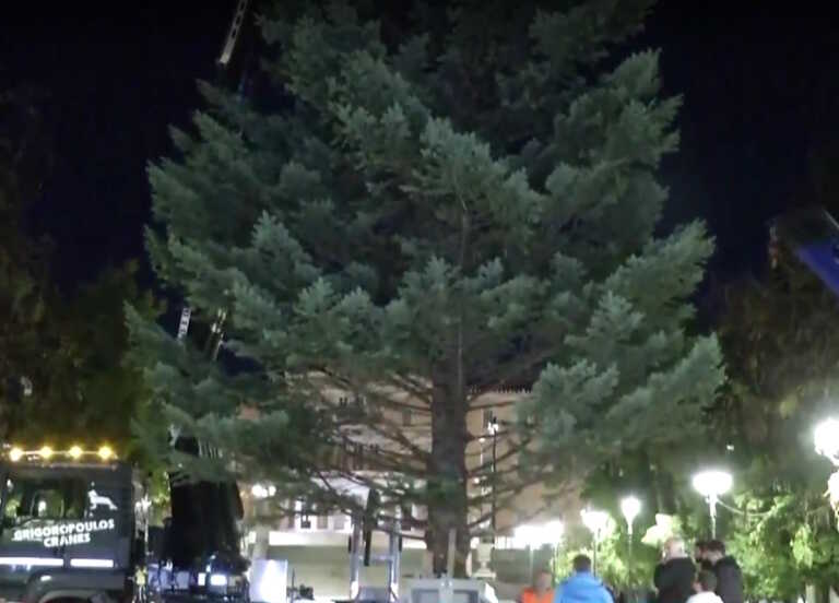 Στήθηκε στο Σύνταγμα το χριστουγεννιάτικο δέντρο ύψους 17 μέτρων - Θα στολιστεί με 24.000 λαμπιόνια