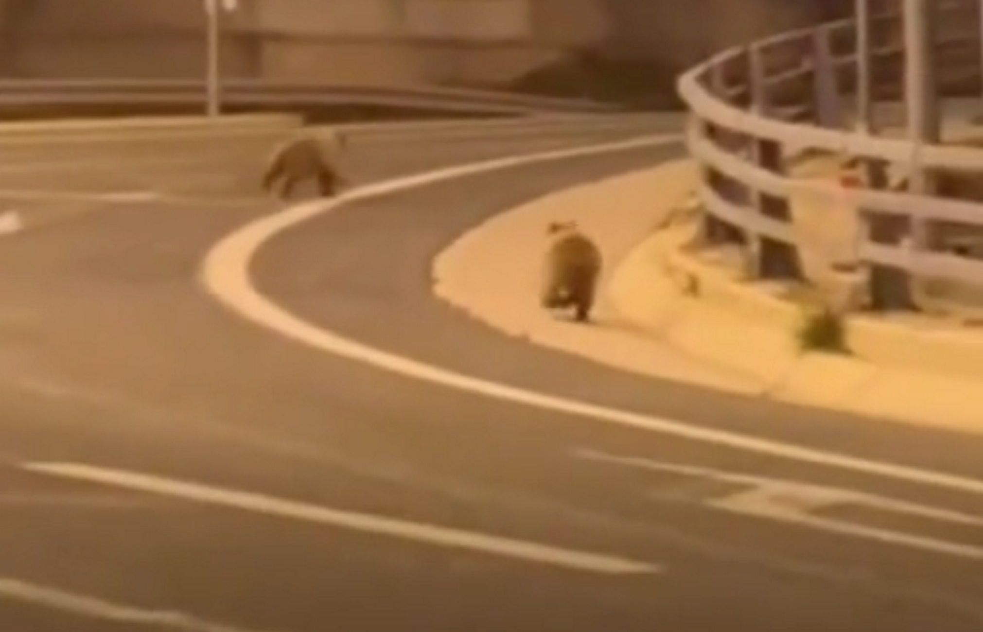Εγνατία Οδός: Βίντεο με αρκούδες να τρέχουν στον αυτοκινητόδρομο έξω από το Μέτσοβο