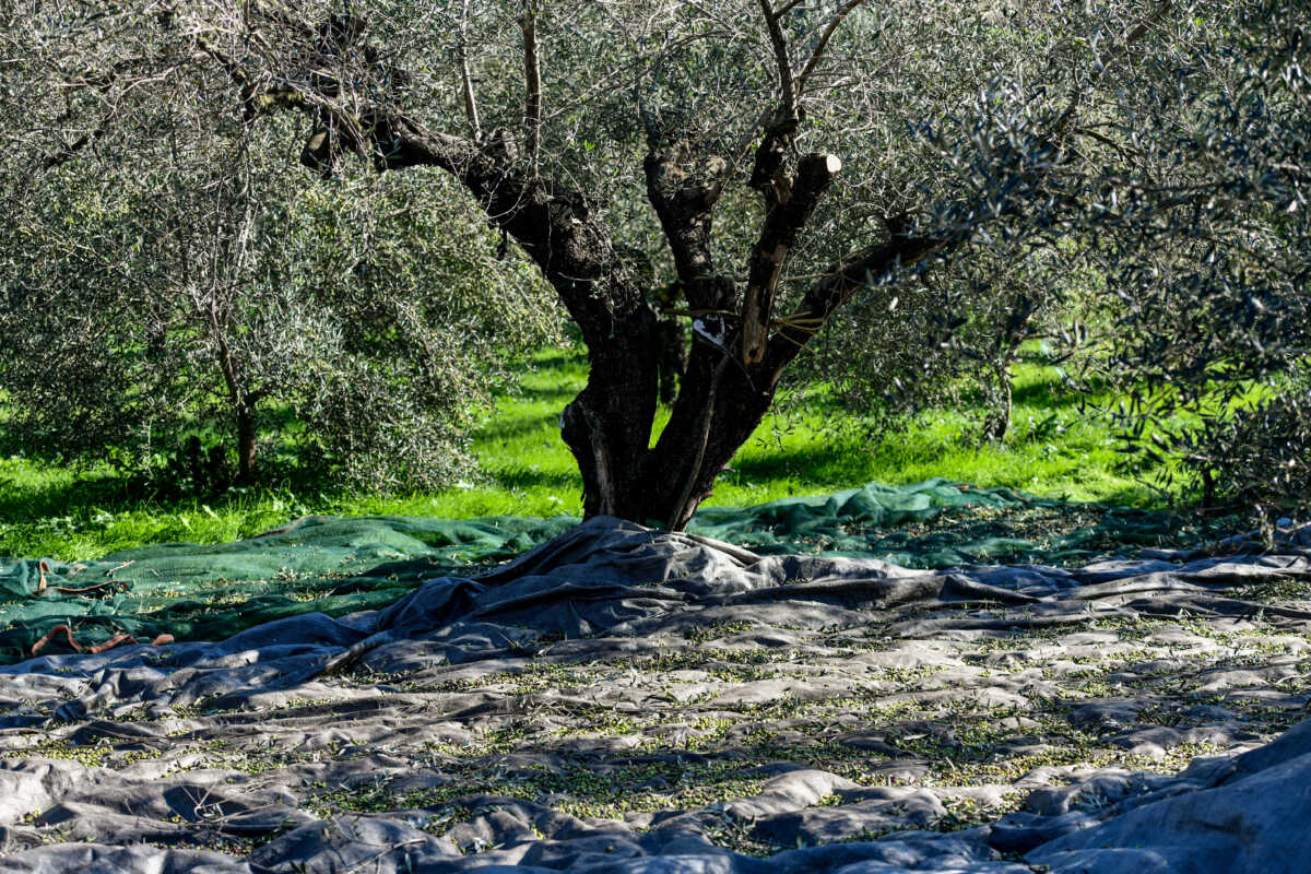 Γαλλία: Αναφορές στις επιπτώσεις της κλιματικής αλλαγής στην παραγωγή ελαιόλαδου στην Ελλάδα και στις τιμές έκαναν ΜΜΕ