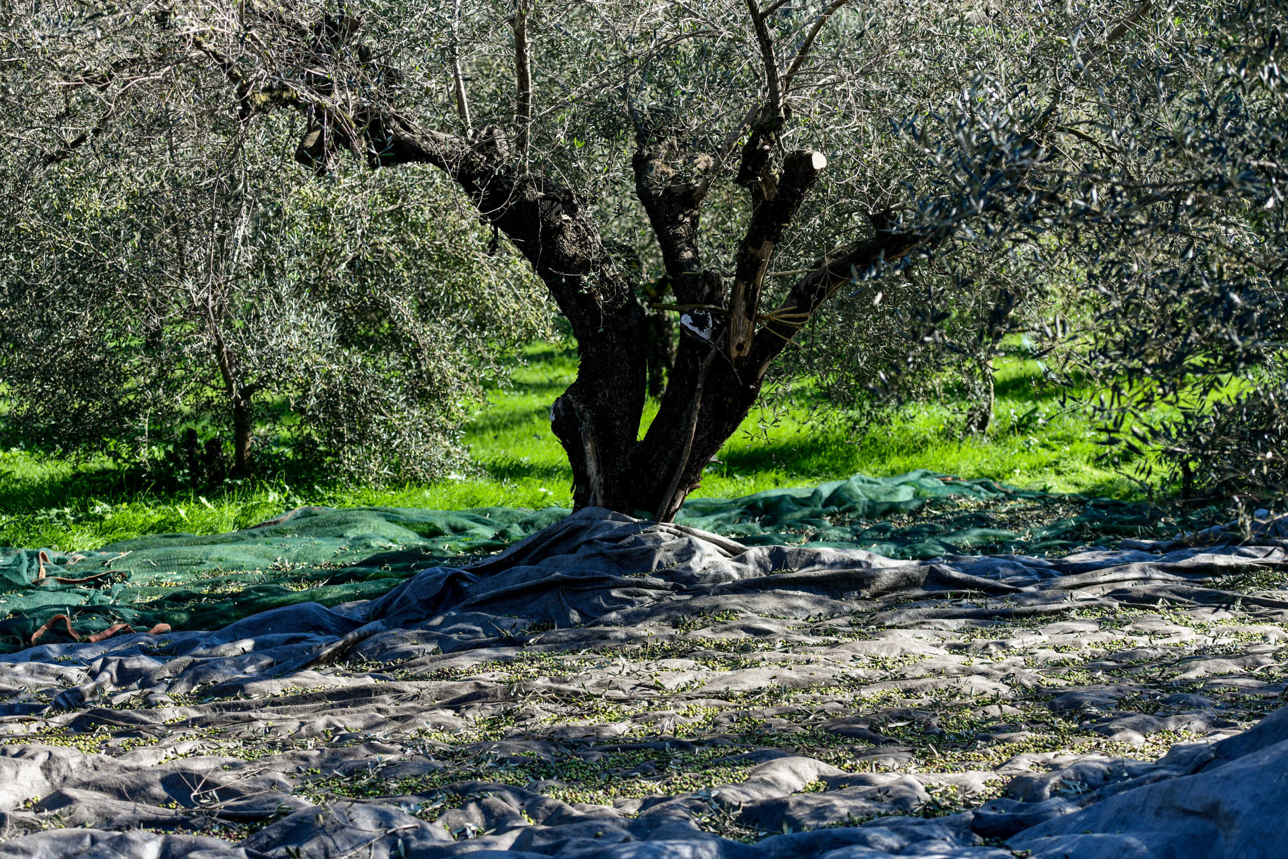 Ρέθυμνο: Πήγε στο χωράφι και είδε όλες τις ελιές κομμένες – Σύλληψη άντρα