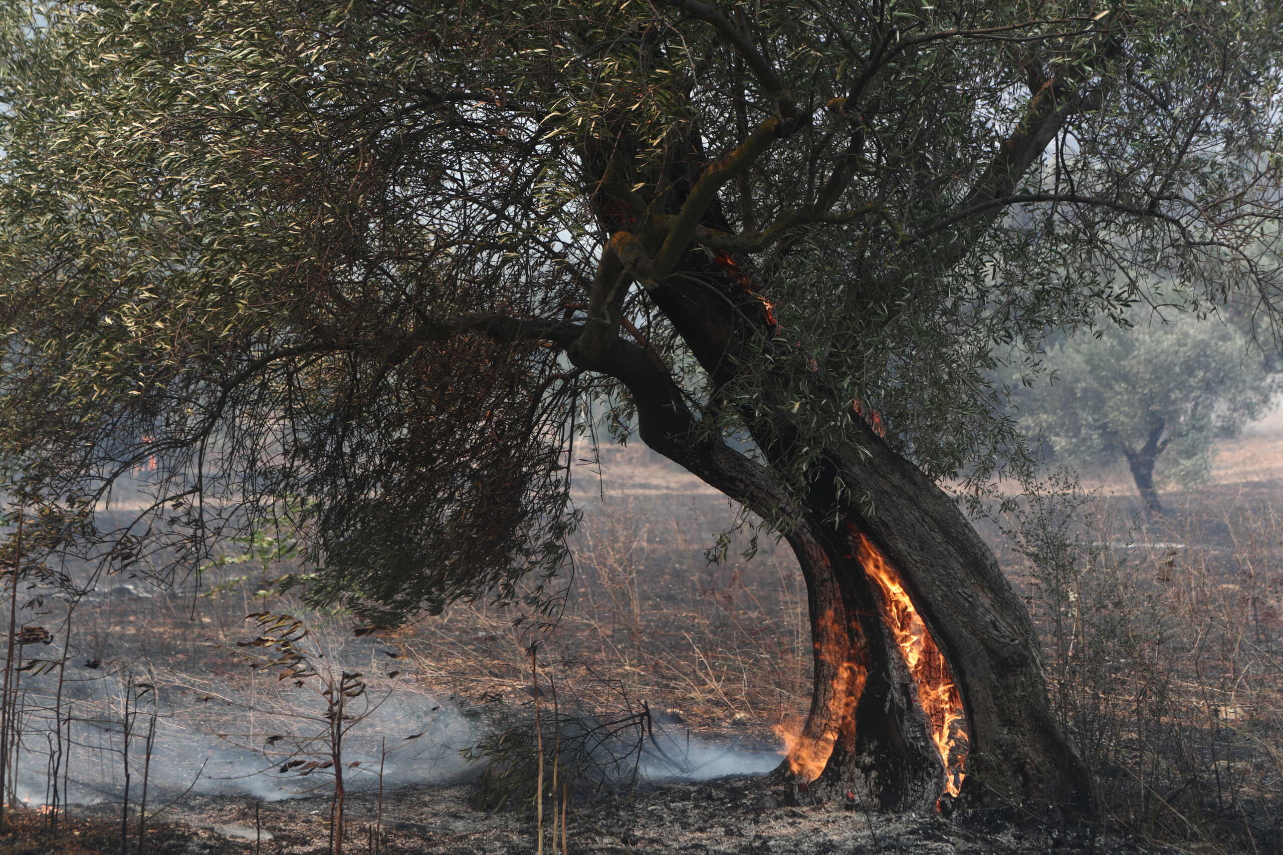 Φωτιές σε Έβρο και Θεσσαλία: Τα μέτρα για την αποκατάσταση των πληγέντων – Πλήρης εξομοίωση με τις πλημμύρες