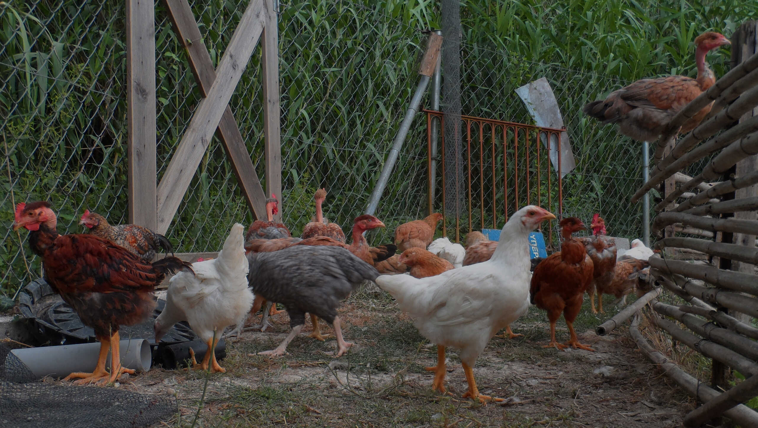Γρίπη των πτηνών: Φόβοι για εξάπλωση στη χώρα μας – «Έφτασε» στα Βαλκάνια η νόσος