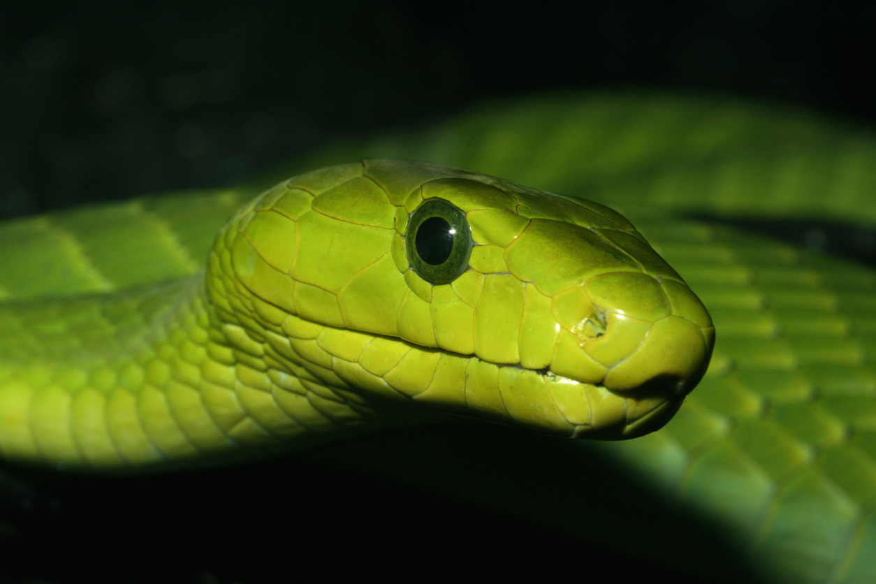 Eastern Green Mamba