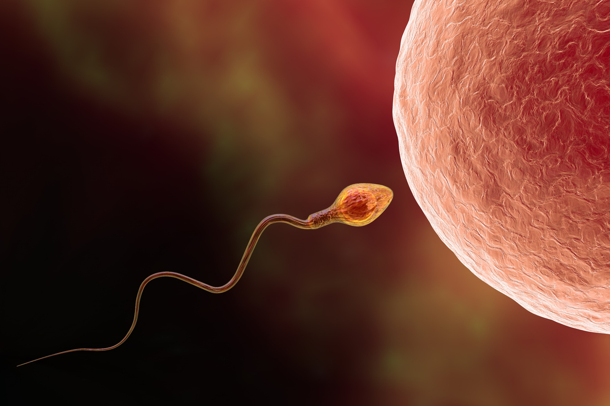 Fertilization of human egg cell by spermatozoan, 3D illustration