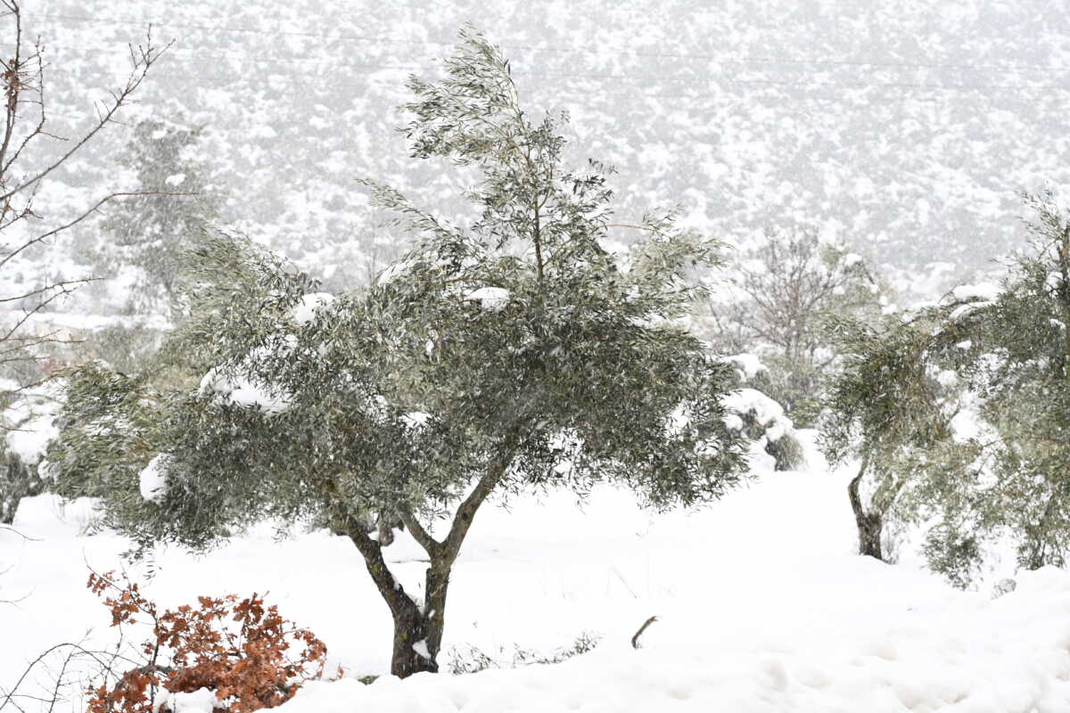ΧΙΟΝΟΠΤΩΣΗ ΣΤΗΝ ΕΘΝΙΚΗ ΟΔΟ ΑΘΗΝΩΝ-ΛΑΜΙΑΣ (ΑΝΤΩΝΗΣ ΝΙΚΟΛΟΠΟΥΛΟΣ