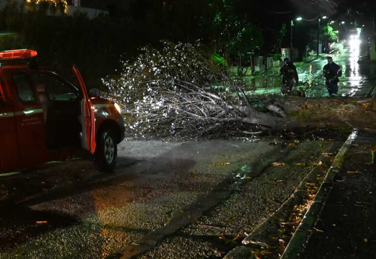 «Μας έπιασε η καταιγίδα ανάμεσα στα πλατάνια» λέει ο οδηγός του λεωφορείου που του έπεσε το κλαδί στο παρμπριζ