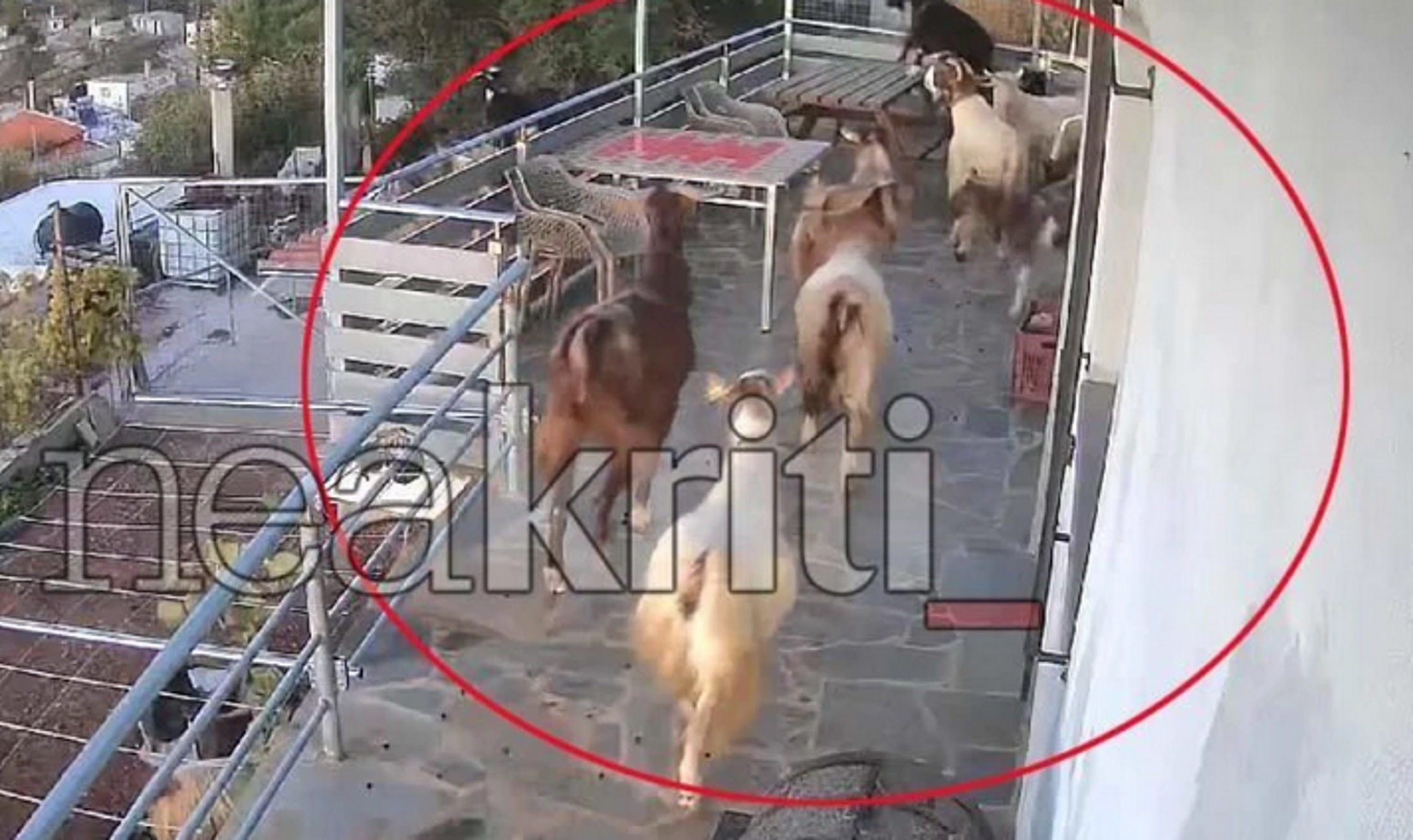Κρήτη: Βίντεο με τη στιγμή που κατσίκες μπουκάρουν σε εξοχικό στην Ιεράπετρα