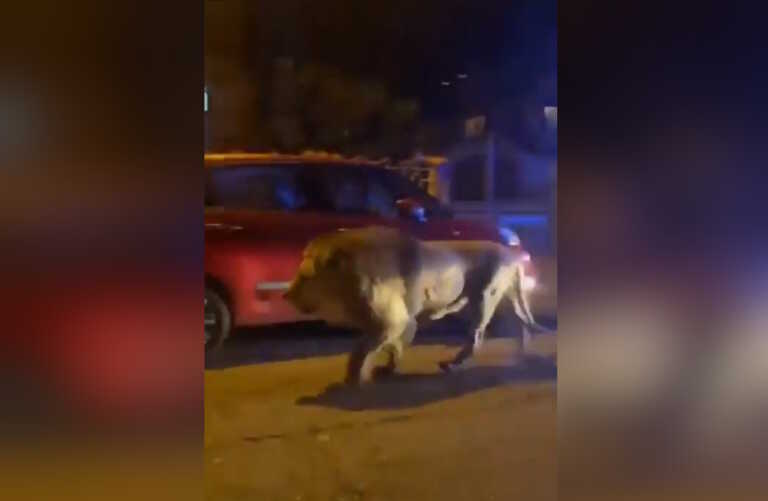 Λήξη συναγερμού στην Ιταλία - Κτηνίατροι κοίμισαν το λιοντάρι που το 'σκασε από τσίρκο - Εντυπωσιακά βίντεο
