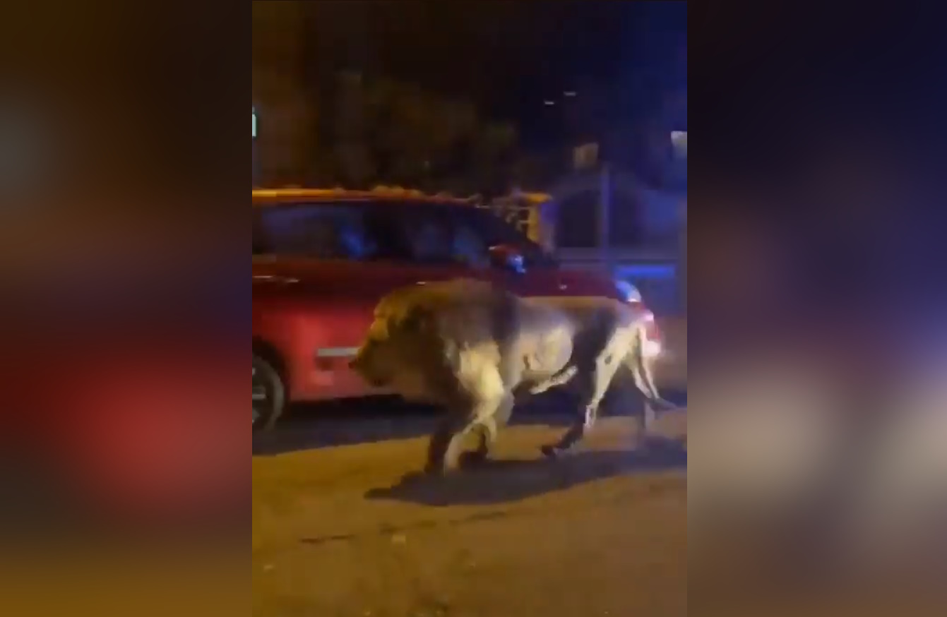 Ιταλία: Κτηνίατροι κοίμισαν το λιοντάρι που το ‘σκασε από τσίρκο – Βίντεο με τις βόλτες του στην πόλη