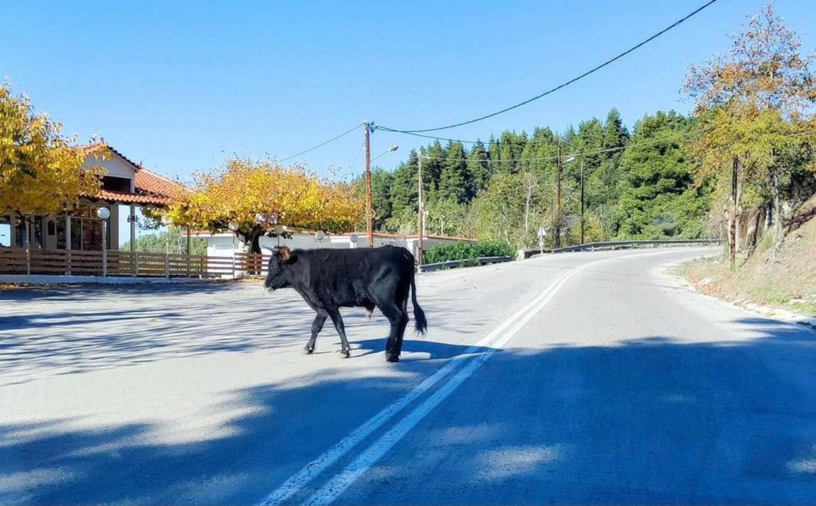 Εύβοια: Αυτοκίνητο συγκρούστηκε με μοσχάρι – Παραλίγο τροχαίο ασθενοφόρου με αγριογούρουνο