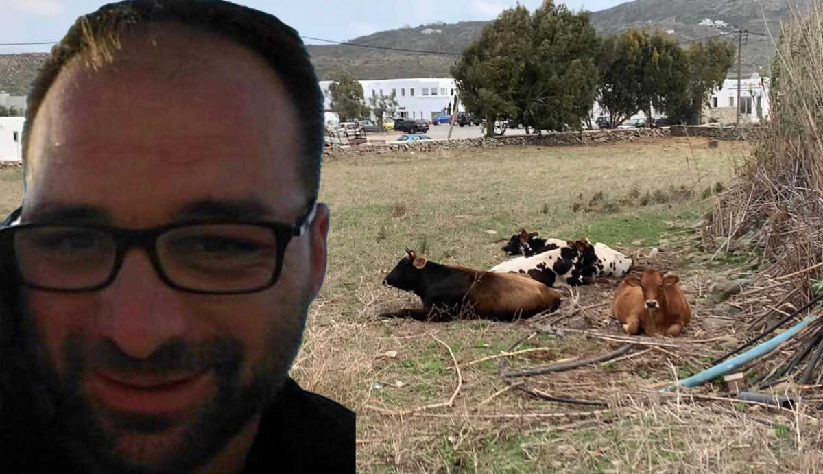Μύκονος: Είχαν μηνύσει για κακοποίηση τον ιδιοκτήτη της αγελάδας που κάρφωσε με τα κέρατά της τον 39χρονο στην καρδιά