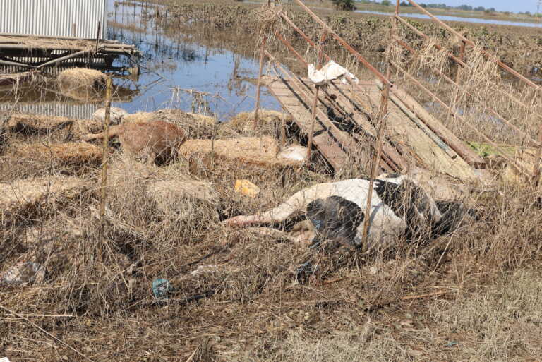 Σκληρές εικόνες με εκατοντάδες νεκρά ζώα στον Μυλοπόταμο - Οι πρώτες σκέψεις των κτηνοτρόφων