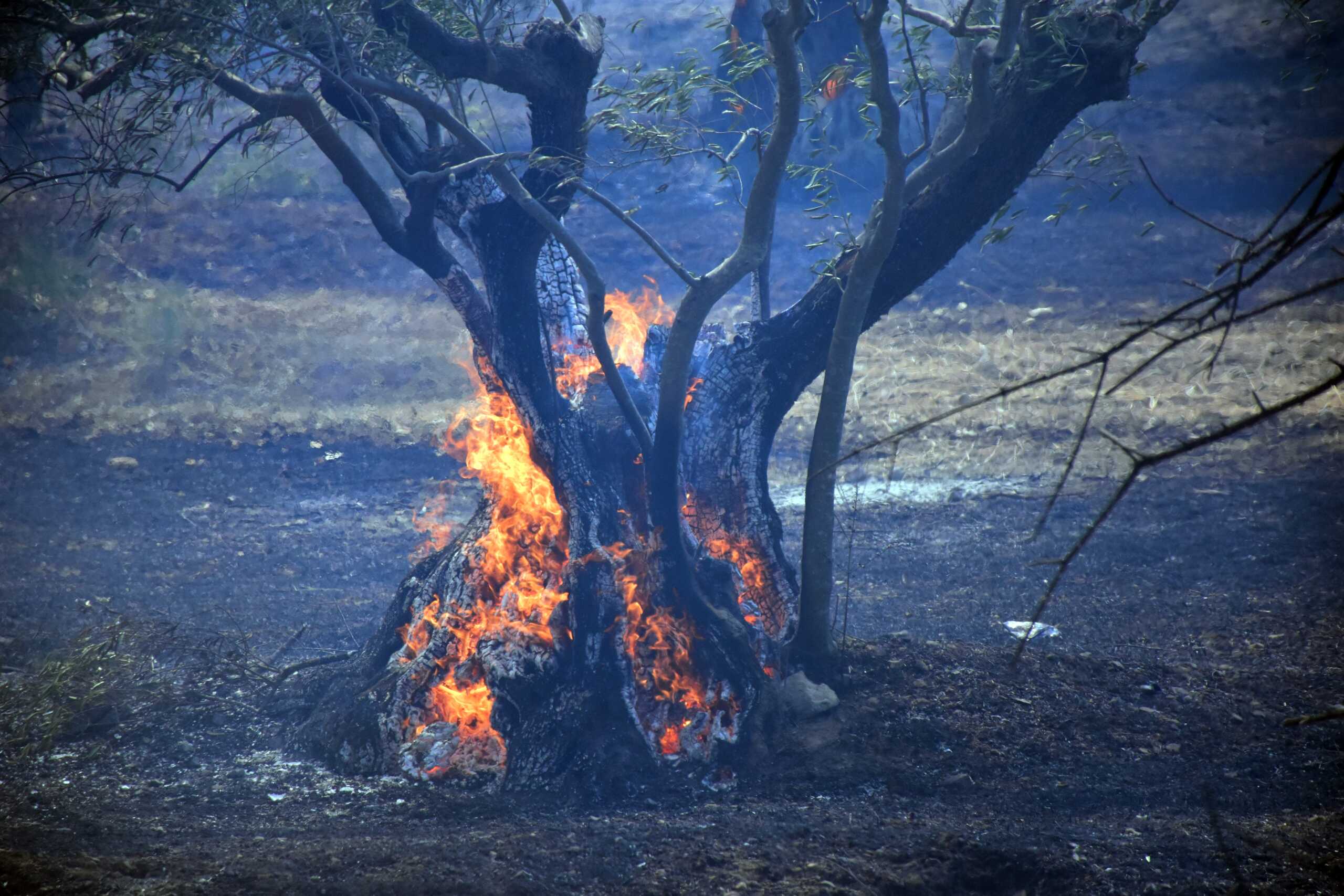 Φωτιά στον Ομαλό σε δύσβατη περιοχή – Ισχυρές δυνάμεις στο σημείο