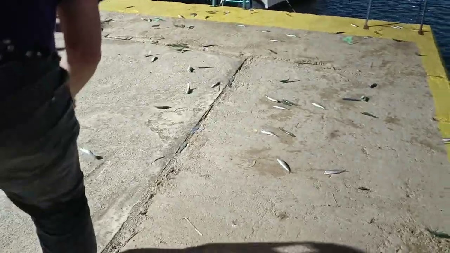 Εύβοια: Εκατοντάδες ψάρια πετάχτηκαν από τη θάλασσα στη στεριά