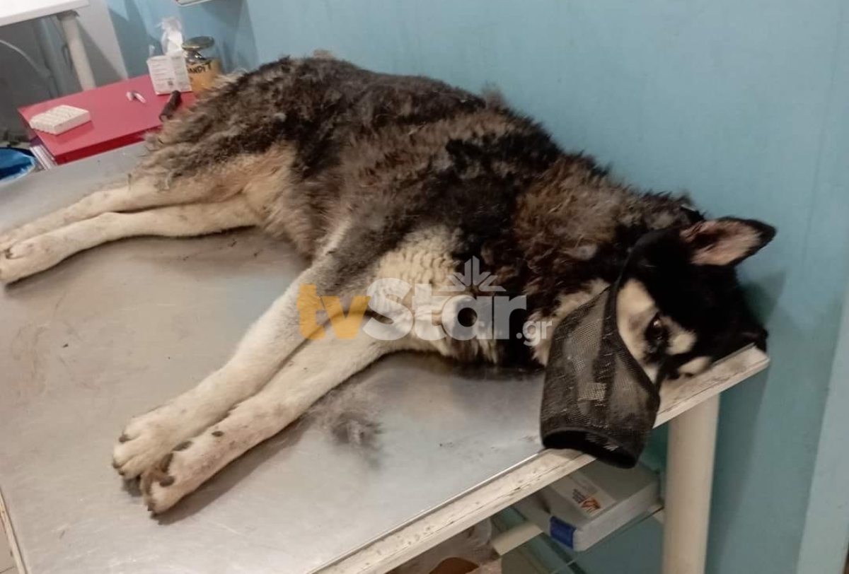 Αράχωβα: Σοκαριστική κτηνωδία – Σκύλος βιάστηκε με αιχμηρό αντικείμενο και πέθανε με φριχτό τρόπο