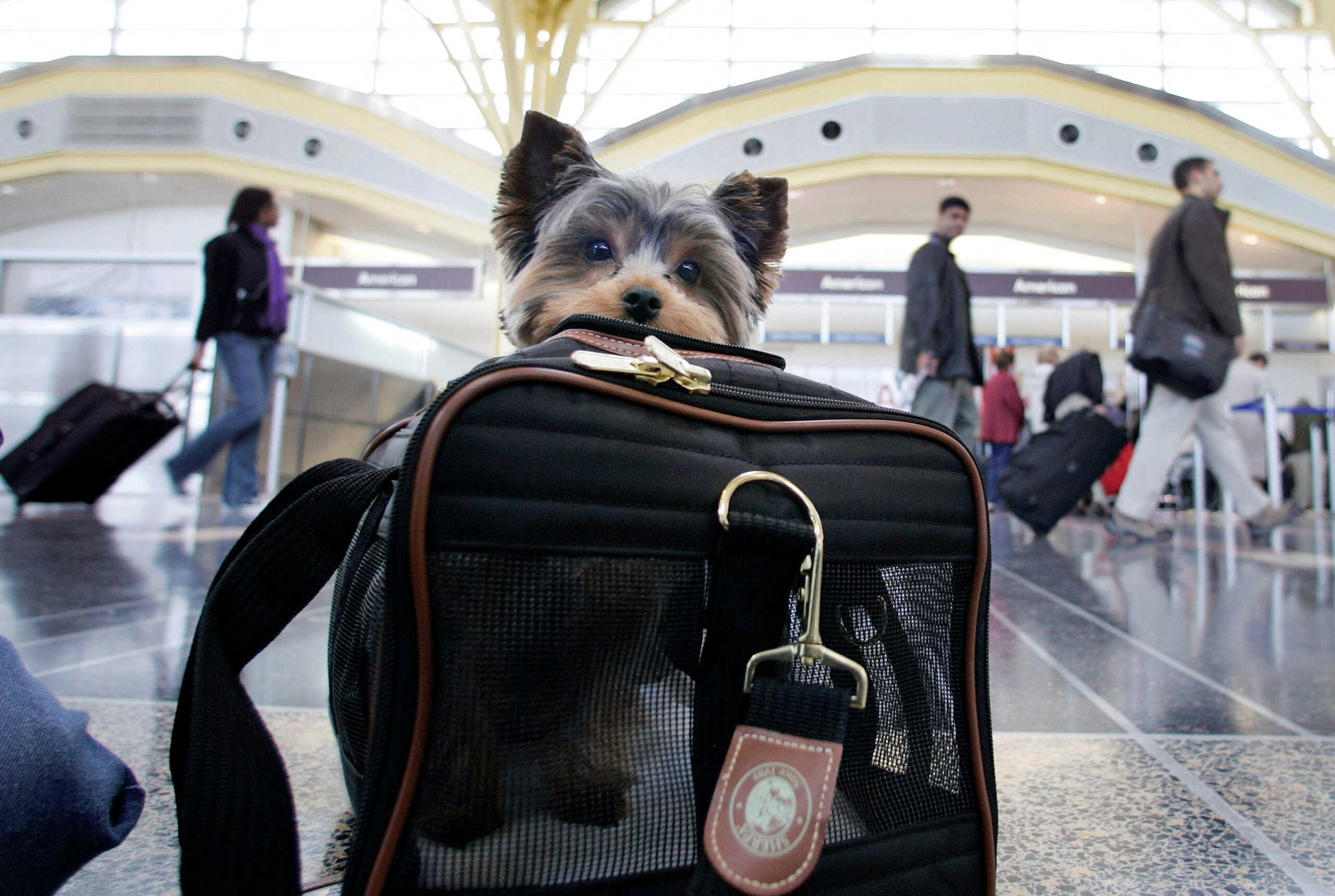 FILE PHOTO: A dog named "Buddy" waits in its carrier with its family at Ronald Reagan National Airport for its flight to St. Louis on the day before Thanksgiving in Washington November 23, 2005. REUTERS